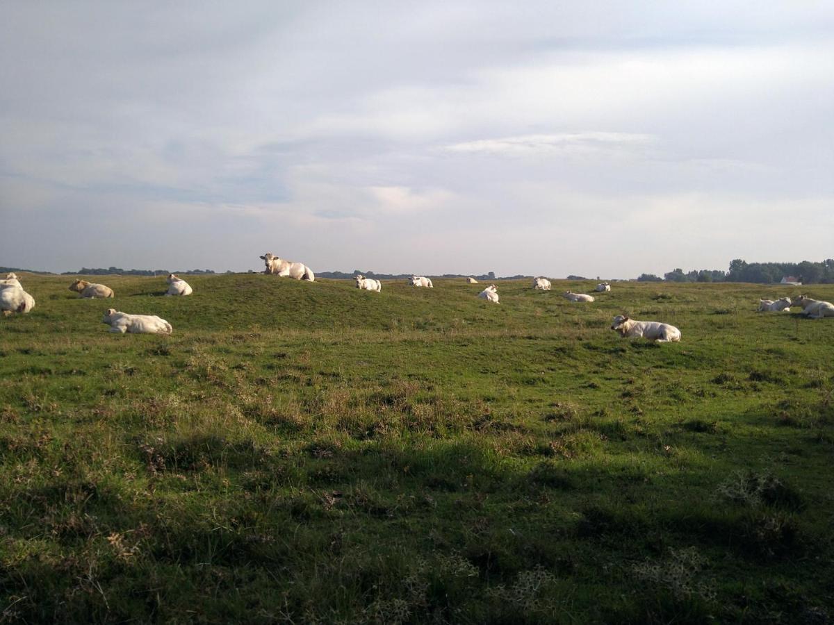 Ouddorp Vakantiehuisje Bagian luar foto